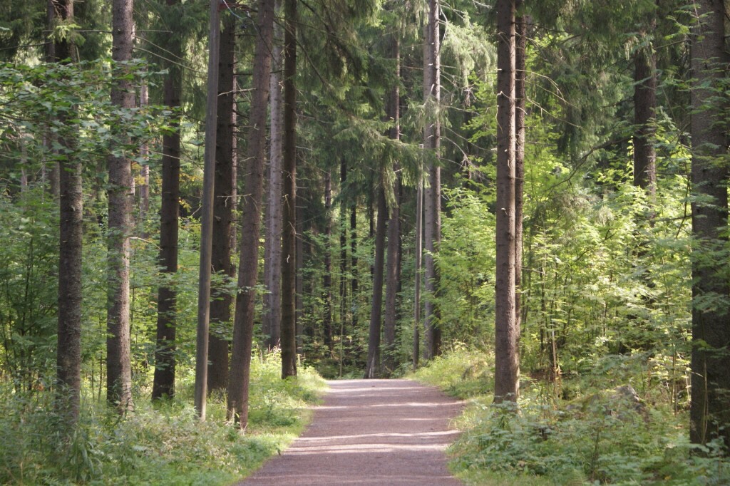 Kuvan oikeudet: Metsäkeskus, Pirkanmaan alueyksikkö. 